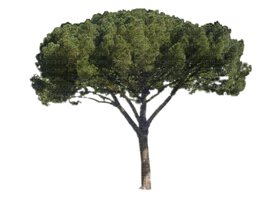 Baum - darmowe png