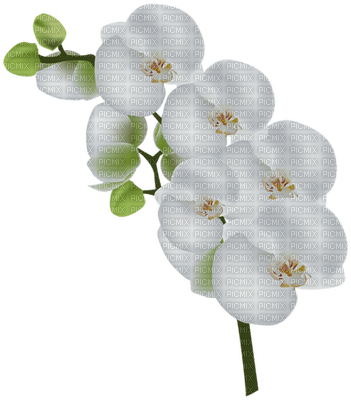 orchids white bp - png ฟรี