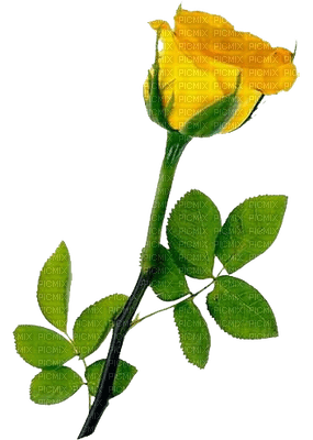 Trandafir 40 - png grátis