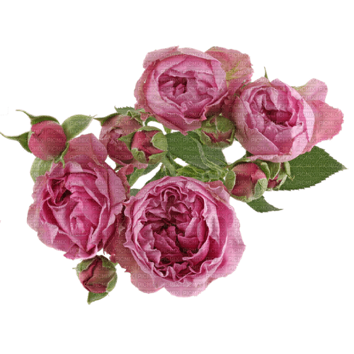 Fresh Roses - nemokama png