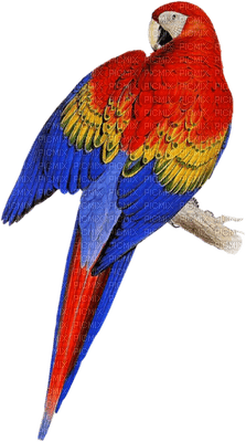 Parrot birds bp - Free PNG