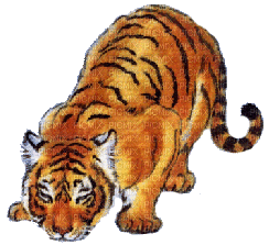aze tigre - Gratis animeret GIF