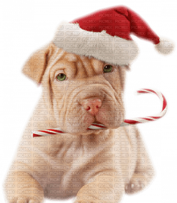 Kaz_Creations Dogs Dog Animals Christmas - png gratis