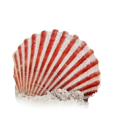 kikkapink summer shell sand png - PNG gratuit