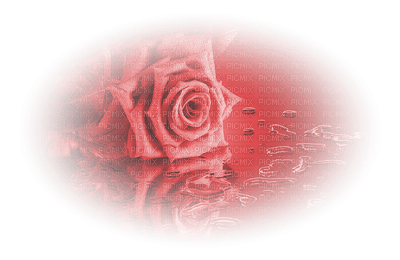 rose rouge.Cheyenne63 - nemokama png
