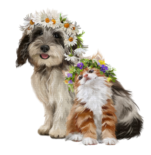 loly33 chien chat - δωρεάν png