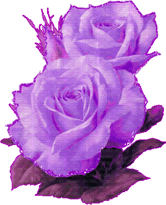 Flowers purple bp - Gratis animerad GIF