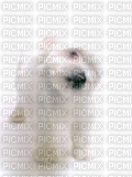 cão - Безплатен анимиран GIF