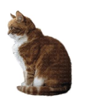 Tube Animaux Chat - zadarmo png