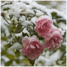 Flowers frozen bp - Bezmaksas animēts GIF