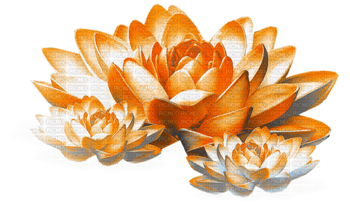 Flowers.Orange - kostenlos png