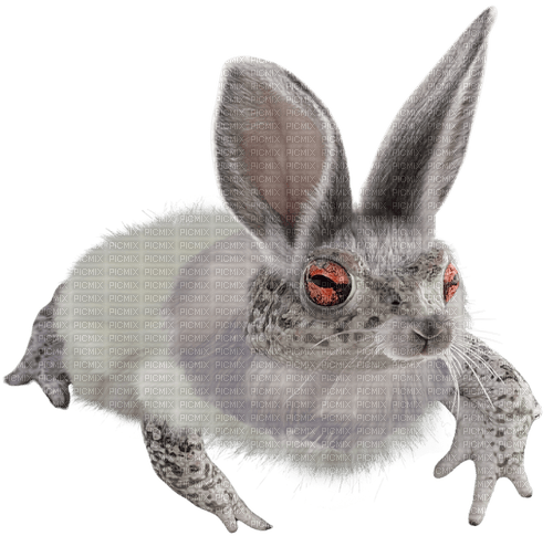 easter bunny frog - png grátis