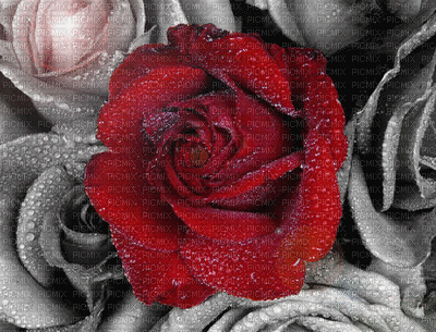 Roses - Ingyenes animált GIF