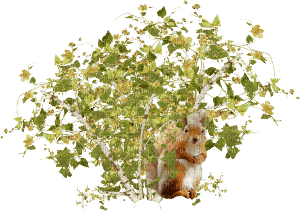 bush squirrel - zadarmo png
