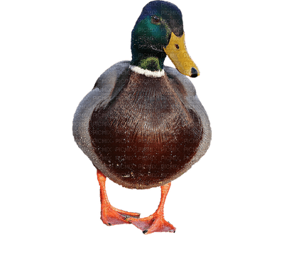 Kaz_Creations Birds Bird Duck - png gratuito
