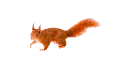 squirrel - Nitsa P - GIF animé gratuit