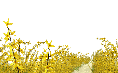 yellow flowers, sunshine3 - nemokama png