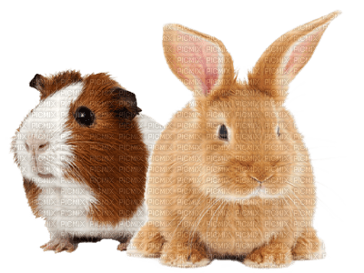 guinea pig bunny - PNG gratuit