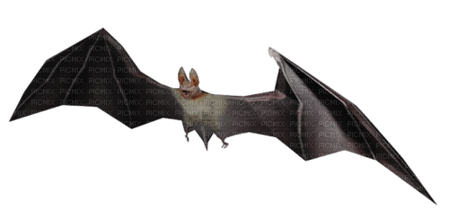 bat - бесплатно png