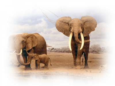 Afrykańska sawanna/słonie - Free PNG