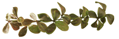 Kaz_Creations Leaves Leafs Deco - 免费PNG