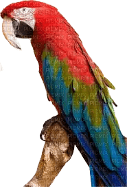 papagei milla1959 - PNG gratuit