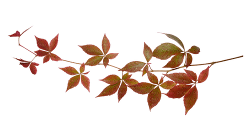 autumn deco leaves branch brown kikkapink - PNG gratuit
