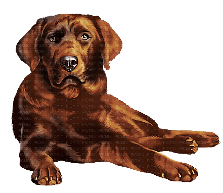 Dog Autumn - Labrador Retriever - gratis png