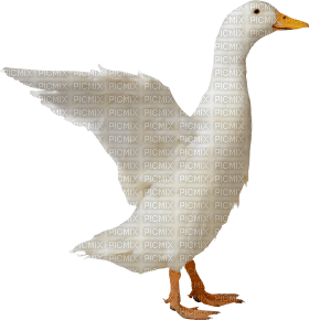 Kaz_Creations Duck - kostenlos png