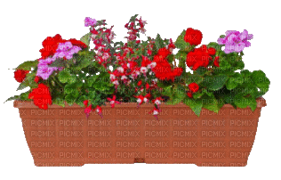 Blumenkasten - GIF animate gratis