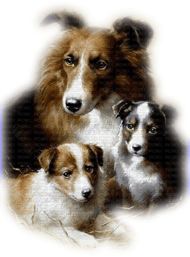 Dogs - kostenlos png