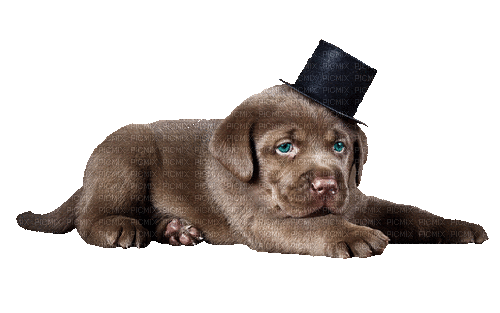 Black Puppy with Top Hat - GIF animé gratuit