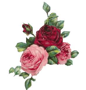 roses - png grátis
