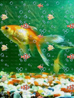 золотая рыбка - GIF เคลื่อนไหวฟรี