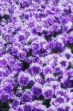 violets background - Free animated GIF