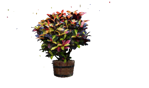 Flowers - Free animated GIF