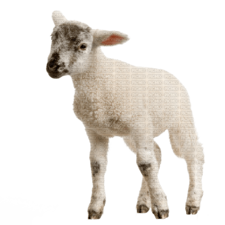 lamm--djur----animal--lamb - besplatni png