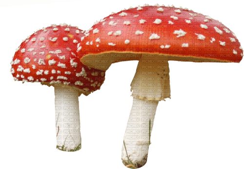 red mushrooms Bb2 - darmowe png
