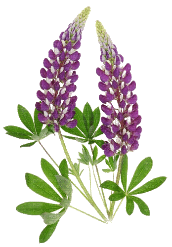 violet flower lupin purple summer - GIF animate gratis