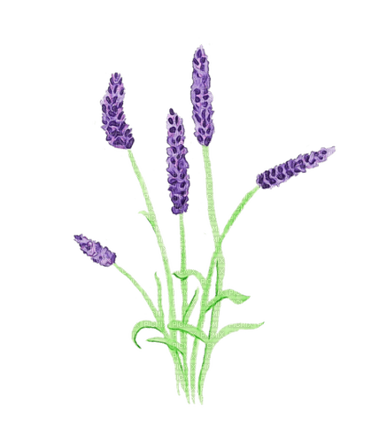 lavender Bb2 - png ฟรี
