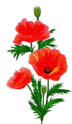 fleur,garden,pavots,red,Pelageya - gratis png