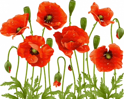 loly33 poppy coquelicot - gratis png