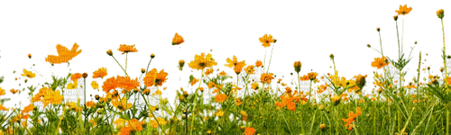 yellow orange wild flowers sunshine3 - фрее пнг