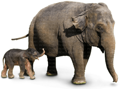 Kaz_Creations Animals Elephants - besplatni png