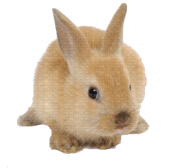 easter-bunny - Gratis animerad GIF