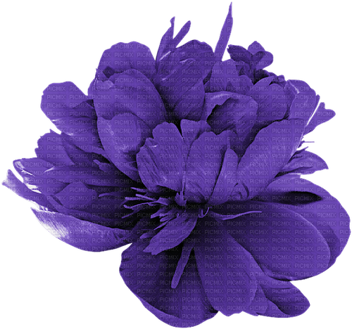 kikkapink purple flower deco - png gratis