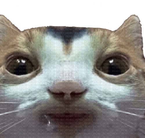 Funny Drooling Cat - 免费PNG