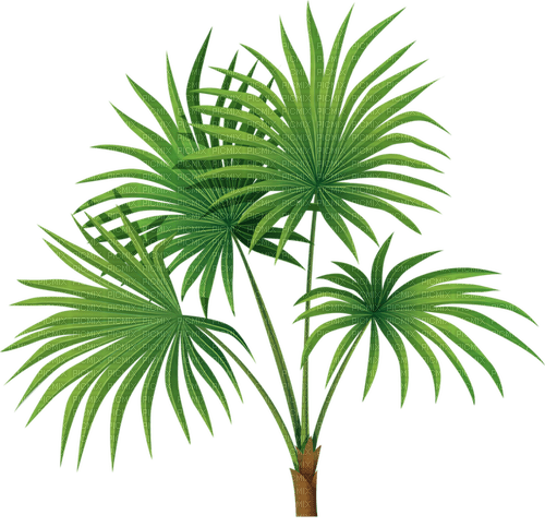 plant - 免费PNG