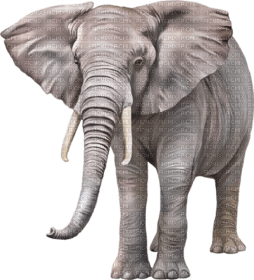 éléphant - darmowe png