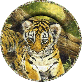 Tigre - Бесплатни анимирани ГИФ